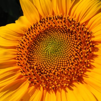 The Helianthus sunflower is a genus of plants in the Asteraceae family. Annual sunflower and tuberous sunflower. Agricultural field. Blooming bud with yellow petals. Furry leaves. Serbia agriculture.