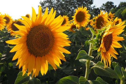 Agricultural sunflowers field. The Helianthus sunflower is a genus of plants in the Asteraceae family. Annual sunflower and tuberous sunflower. Blooming bud with yellow petals. Serbia life.