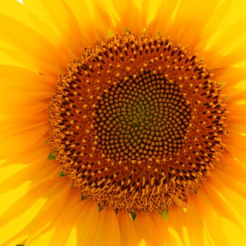 The Helianthus sunflower is a genus of plants in the Asteraceae family. Annual sunflower and tuberous sunflower. Agricultural field. Blooming bud with yellow petals. Furry leaves. Serbia agriculture.