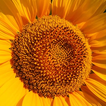 The Helianthus sunflower is a genus of plants in the Asteraceae family. Annual sunflower and tuberous sunflower. Agricultural field. Blooming bud with yellow petals. Furry leaves. Serbia agriculture.
