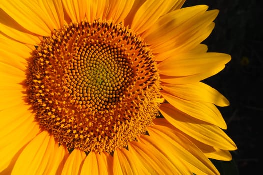 The Helianthus sunflower is a genus of plants in the Asteraceae family. Annual sunflower and tuberous sunflower. Agricultural field. Blooming bud with yellow petals. Furry leaves. Serbia agriculture.