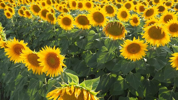 Agricultural sunflowers field. The Helianthus sunflower is a genus of plants in the Asteraceae family. Annual sunflower and tuberous sunflower. Blooming bud with yellow petals. Serbia life.