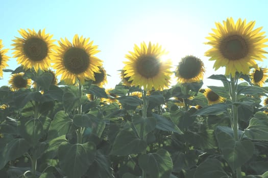 The Helianthus sunflower, Asteraceae family. Annual sunflower and tuberous sunflower. Agricultural field. Blooming bud with yellow petals. Furry leaves. Serbia agriculture. Blue sky and clouds.