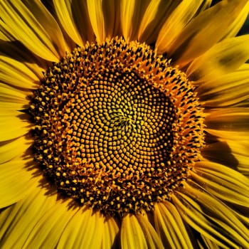 The Helianthus sunflower is a genus of plants in the Asteraceae family. Annual sunflower and tuberous sunflower. Agricultural field. Blooming bud with yellow petals. Furry leaves. Serbia agriculture.