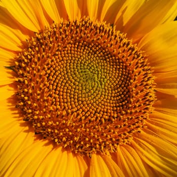 The Helianthus sunflower is a genus of plants in the Asteraceae family. Annual sunflower and tuberous sunflower. Agricultural field. Blooming bud with yellow petals. Furry leaves. Serbia agriculture.