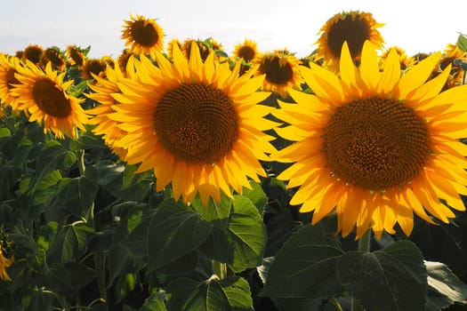Agricultural sunflowers field. The Helianthus sunflower is a genus of plants in the Asteraceae family. Annual sunflower and tuberous sunflower. Blooming bud with yellow petals. Serbia agriculture.