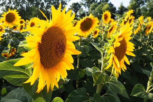 Agricultural sunflowers field. The Helianthus sunflower is a genus of plants in the Asteraceae family. Annual sunflower and tuberous sunflower. Blooming bud with yellow petals. Serbia life.