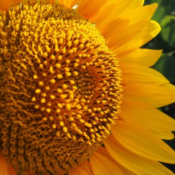 The Helianthus sunflower is a genus of plants in the Asteraceae family. Annual sunflower and tuberous sunflower. Agricultural field. Blooming bud with yellow petals. Furry leaves. Serbia agriculture.