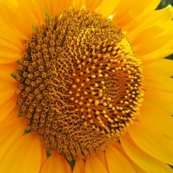 The Helianthus sunflower is a genus of plants in the Asteraceae family. Annual sunflower and tuberous sunflower. Agricultural field. Blooming bud with yellow petals. Furry leaves. Serbia agriculture.