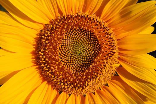 The Helianthus sunflower is a genus of plants in the Asteraceae family. Annual sunflower and tuberous sunflower. Agricultural field. Blooming bud with yellow petals. Furry leaves. Serbia agriculture.