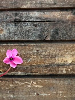 Cyclamen flower side view on shabby wooden background. One flower with five petals, Stem without leaves. Copy space. Beautiful floral card with cyclamen. Rustic pastoral style, french provence