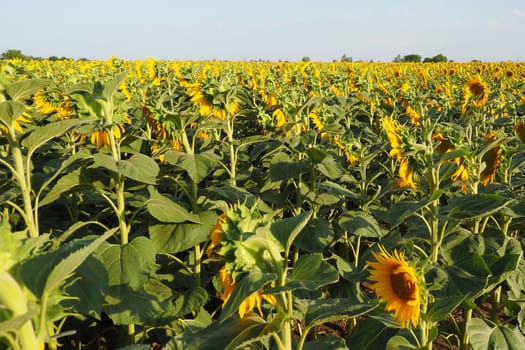 Agricultural sunflowers field. The Helianthus sunflower is a genus of plants in the Asteraceae family. Annual sunflower and tuberous sunflower. Blooming bud with yellow petals. Serbia agriculture.