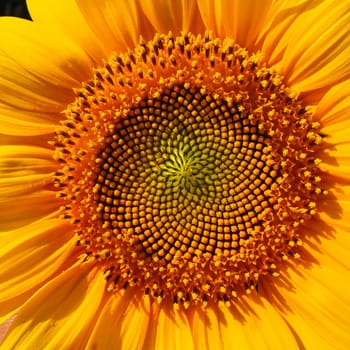The Helianthus sunflower is a genus of plants in the Asteraceae family. Annual sunflower and tuberous sunflower. Agricultural field. Blooming bud with yellow petals. Furry leaves. Serbia agriculture.