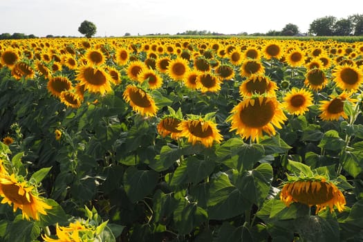 Agricultural sunflowers field. The Helianthus sunflower is a genus of plants in the Asteraceae family. Annual sunflower and tuberous sunflower. Blooming bud with yellow petals. Serbia life.