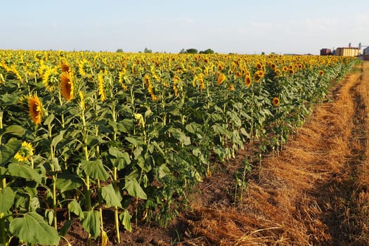 Agricultural sunflowers field. The Helianthus sunflower is a genus of plants in the Asteraceae family. Annual sunflower and tuberous sunflower. Blooming bud with yellow petals. Serbia agriculture.