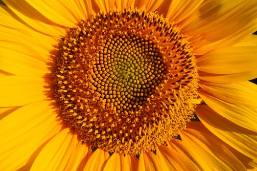 The Helianthus sunflower is a genus of plants in the Asteraceae family. Annual sunflower and tuberous sunflower. Agricultural field. Blooming bud with yellow petals. Furry leaves. Serbia agriculture.