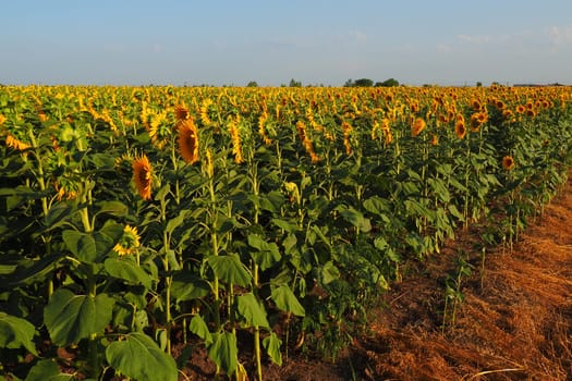 Agricultural sunflowers field. The Helianthus sunflower is a genus of plants in the Asteraceae family. Annual sunflower and tuberous sunflower. Blooming bud with yellow petals. Serbia agriculture.