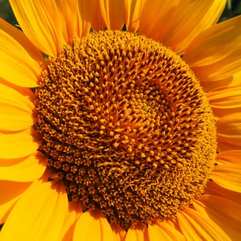 The Helianthus sunflower is a genus of plants in the Asteraceae family. Annual sunflower and tuberous sunflower. Agricultural field. Blooming bud with yellow petals. Furry leaves. Serbia agriculture.