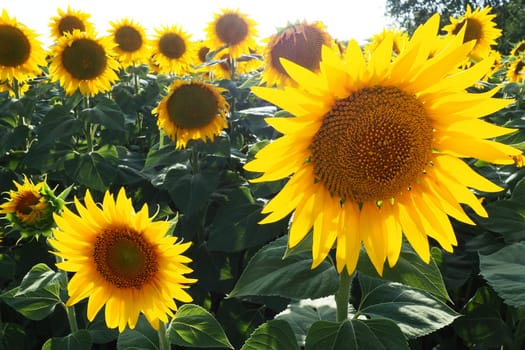 Agricultural sunflowers field. The Helianthus sunflower is a genus of plants in the Asteraceae family. Annual sunflower and tuberous sunflower. Blooming bud with yellow petals. Serbia life.
