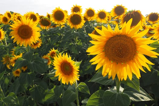 Agricultural sunflowers field. The Helianthus sunflower is a genus of plants in the Asteraceae family. Annual sunflower and tuberous sunflower. Blooming bud with yellow petals. Serbia life.