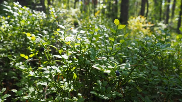 Blueberry, or Blueberry myrtle Vaccinium myrtillus, a low-growing shrub, a species of the genus Vaccinium of the family Heatheraceae. Forest wild blue purple berries and green leaves. Picking berries