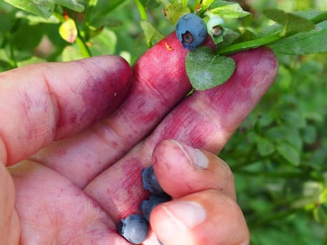 Hand picking common blueberries. Fingers stained with blueberry juice. Blueberry, or Blueberry myrtle Vaccinium myrtillus, a low-growing shrub, genus Vaccinium of the family Heatheraceae