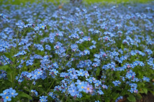 Forget-me-nots. Myosotis flowering blue plants in the family Boraginaceae. Forget-me-nots or scorpion grasses Myosotis alpestris small flowers for decorating lawns and flower beds. Garden landscaping
