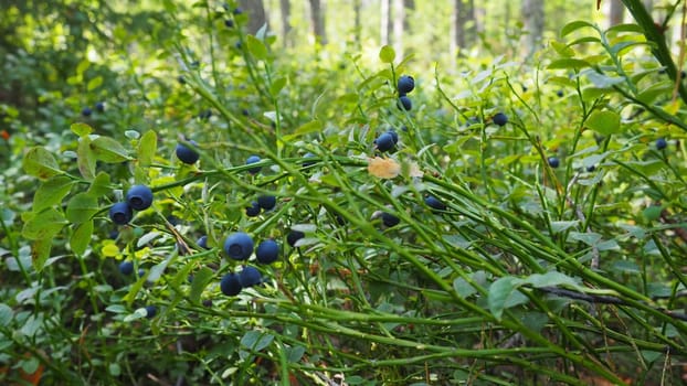 Blueberry, or Blueberry myrtle Vaccinium myrtillus, a low-growing shrub, a species of the genus Vaccinium of the family Heatheraceae. Forest wild blue purple berries and green leaves. Picking berries