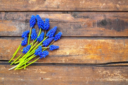 Blue spring flowers on a wooden background. Muscari armeniacum on a wooden background. Bright postcard, congratulations. Copy space still life flat lay. Dark shabby old wood. Armenian grape hyacinth