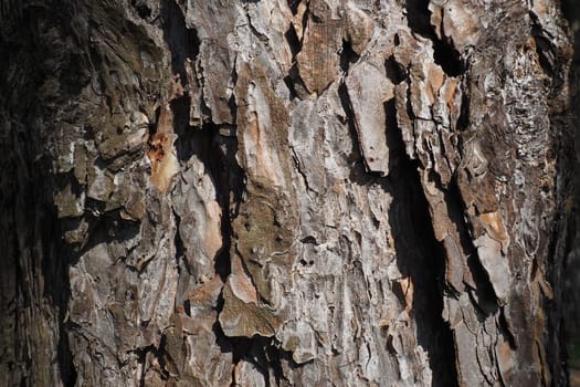 Cork, bark, bast and cambium of a pine close-up. Woody, wooden background in brown color. Rough surface of a tree trunk. Wood industry and environmental protection.
