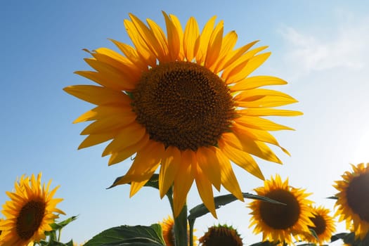 The Helianthus sunflower, Asteraceae family. Annual sunflower and tuberous sunflower. Agricultural field. Blooming bud with yellow petals. Furry leaves. Serbia agriculture. Blue sky and clouds.