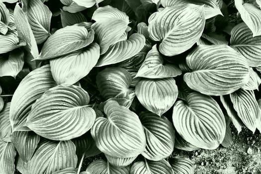 Hosta is a genus of perennial herbaceous plants in the family Asparagus formerly included in the family Liliaceae. Large hosta leaves. Floriculture and landscape design. Monochrome green tone.