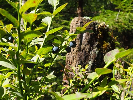 Blueberry, or Blueberry myrtle Vaccinium myrtillus, a low-growing shrub, a species of the genus Vaccinium of the family Heatheraceae. Forest wild blue purple berries and green leaves. Picking berries