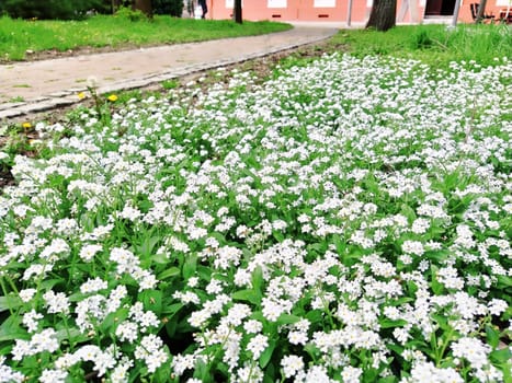 Forget-me-nots. Myosotis flowering white plants in the family Boraginaceae. Forget-me-nots or scorpion grasses. Myosotis alpestris small flowers for decorating lawns, flower beds. Garden landscaping
