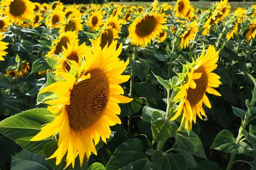 Agricultural sunflowers field. The Helianthus sunflower is a genus of plants in the Asteraceae family. Annual sunflower and tuberous sunflower. Blooming bud with yellow petals. Serbia life.