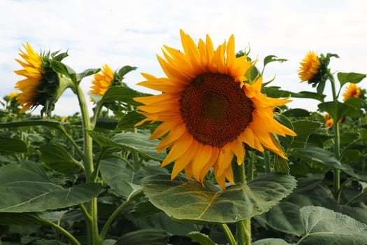 The Helianthus sunflower is a genus of plants in the Asteraceae family. Annual sunflower and tuberous sunflower. Agricultural field. Blooming bud with yellow petals. Furry leaves. Serbia skyline