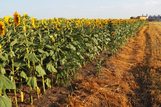 Agricultural sunflowers field. The Helianthus sunflower is a genus of plants in the Asteraceae family. Annual sunflower and tuberous sunflower. Blooming bud with yellow petals. Serbia agriculture.