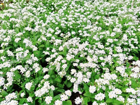 Forget-me-nots. Myosotis flowering white plants in the family Boraginaceae. Forget-me-nots or scorpion grasses. Myosotis alpestris small flowers for decorating lawns, flower beds. Garden landscaping