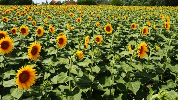 The Helianthus sunflower is a genus of plants in the Asteraceae family. Annual sunflower and tuberous sunflower. Agricultural field. Blooming bud with yellow petals. Furry leaves. Serbia agriculture.