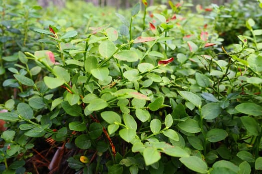 Blueberry, or Blueberry myrtle Vaccinium myrtillus, a low-growing shrub, a species of the genus Vaccinium of the family Heatheraceae. Forest wild blue purple berries and green leaves. Picking berries