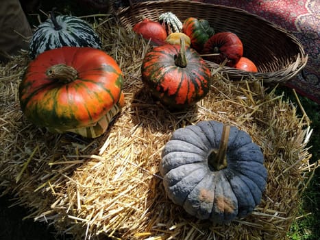 Gray pumpkin and several orange pumpkins on straw. Botanical variety of pumpkins. Vegetables zucchini and squash. Halloween symbol. Autumn harvest. Allhalloween, All Hallows Eve, or All Saints Eve.