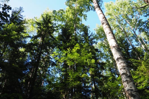 Taiga biome dominated by coniferous forests. Picea spruce, genus of coniferous evergreen trees in the Pine family Pinaceae. Russia, Karelia, Orzega. Dense forest. Terrible bowl. Wild deserted forest