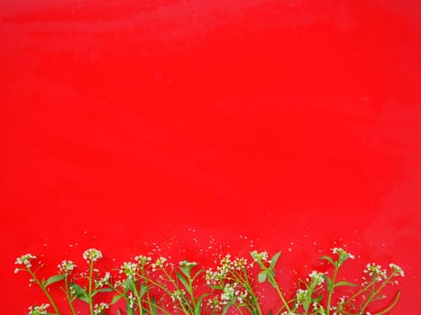Flowers of shepherds purse on a red background. Copy space for text. Card for the holiday. Red backdrop. White shepherds purse Capsella bursa-pastoris, plant of the mustard family Brassicaceae.