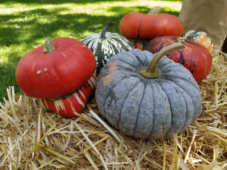 Gray pumpkin and several orange pumpkins on straw. Botanical variety of pumpkins. Vegetables zucchini and squash. Halloween symbol. Autumn harvest. Allhalloween, All Hallows Eve, or All Saints Eve.