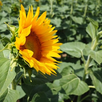 The Helianthus sunflower is a genus of plants in the Asteraceae family. Annual sunflower and tuberous sunflower. Agricultural field. Blooming bud with yellow petals. Furry leaves One big flower