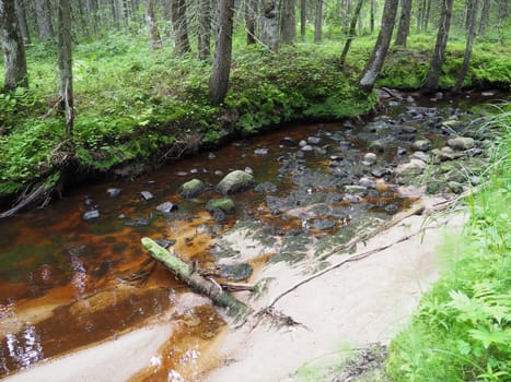Taiga biome dominated by coniferous forests. Picea spruce, coniferous evergreen trees in the Pine family Pinaceae. Russia, Karelia. Forest river Orzega. Stone natural rapids, rusty ferruginous water