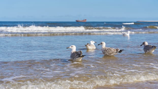 Polish Baltic coast beach with young herring gulls, Larus argentatus in water
