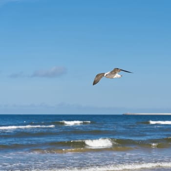 Young herring gull, Larus argentatus, flying along the Polish Baltic coast