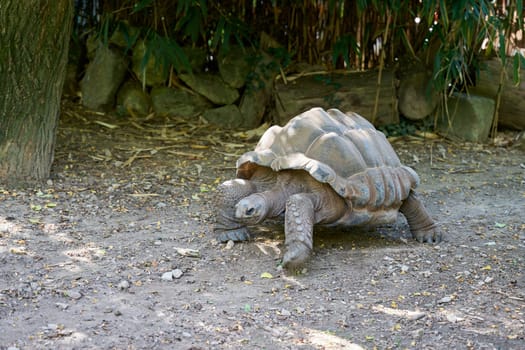 a Seychelles giant tortoise, Aldabrachelys gigantea, an endangered and largest tortoise in the world