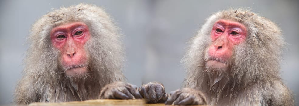 The Monkey with hot Spring in the winter, Japan